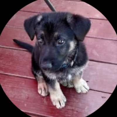 GingerHr77's profile picture. 