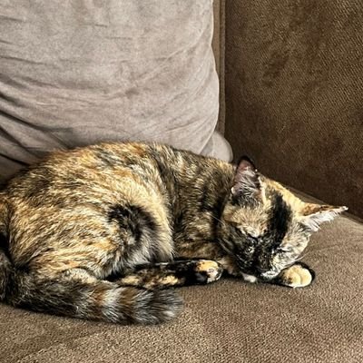 NissaAndin's profile picture. 