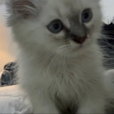 L2N00's profile picture. 