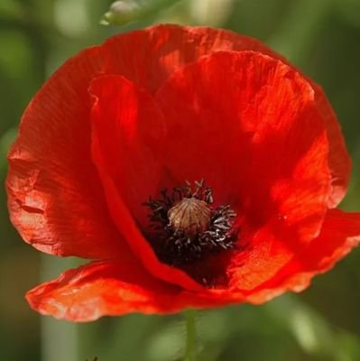 bridgette453425's profile picture. 