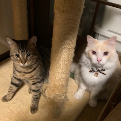 rankijimaru2's profile picture. ラグドールの蘭丸(8歳♂)とマンチカンのきじ丸(10ヶ月♂)と人間(34歳♀) 。葉山町でのスローライフ。TLを猫ちゃんでいっぱいにしたい、無言フォロー失礼します!🙇♀️´-