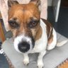 OlwynHope's profile picture. Photography walking love all animals my dog blaze bats cycling ,the sea wildlife newts Ms Bee 🐝,  current affairs. UFOs exist.The lord  camping I'm a twin
