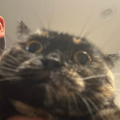 puriketsuokan's profile picture. おかん転生垢🫶アラフォー👩歳の差夫婦👩‍❤️‍👨結婚18年目❤️子供五人(うち2人巣立ち済)🤡犬猫飼い🐕🐈専業主婦🔥万年ダイエッター👹攻撃的な人、人の痛み分からない人は🧱ネトストされてるからリプは相互さんのみ🙏サブ垢、業者はブロ解します🥹