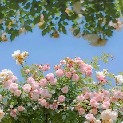 pzuku42521455's profile picture. 「できない理由」を探すより、「やれる方法」を見つけよう。小さな挑戦が、未来を変えていく。