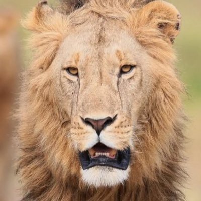jojoTheGreat49's profile picture. 