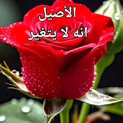 Ahmed36552428's profile picture. ‏‏الهدؤ و التأمل فى صنع الخالق