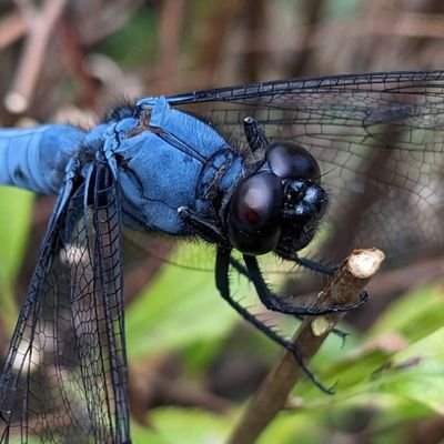生き物好きの高校生です
両爬、昆虫、魚、古生物、化石、釣りなど狭く浅ーくやらせてもらってます。
生き物垢フォロバ100
みんはや 2NSCNU
