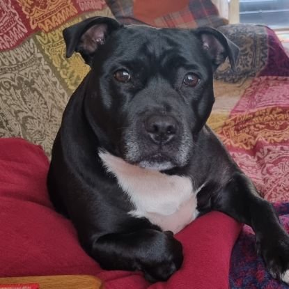 Nightowl400's profile picture. Member of #Teamzay and slave to Miss Jett 🖤
Helping all rescues through fundraising and profiling the pets in their care 🐾🐾

#Teamzay #K9Hour #jettyspaghetti