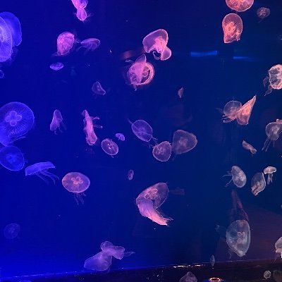 yua_otonomi's profile picture. 