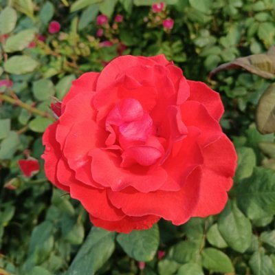 hyq5181's profile picture. good