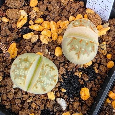 team_tyakoske's profile picture. センペルビウム、ジョビバルバ🌱コノフィツム🌱リトープス🌱ヒューケラ🌱ハオルチア🌱モニラリア🌱ブルゲリetc…🌱植物大好き🥳✨2022年11月再スタート🌱
めだか飼育2021年6月スタート✨4年目突入‼️✨
SixTONES🦁🦔🦓🦇🦅🐻FC会員💎
🍑愛猫『ちゃこ』♂️🐱🐾