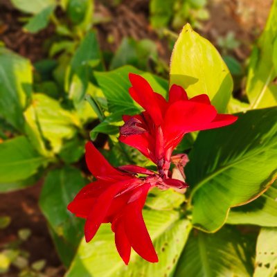 ankitatechverse's profile picture. 
