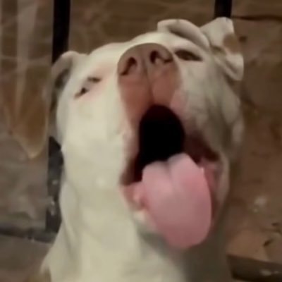 AmadeoBounporte's profile picture. meh