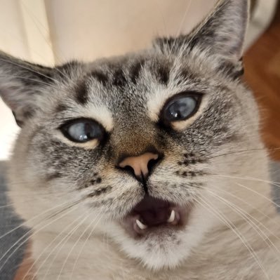 StefanRfl's profile picture. Entrepreneur