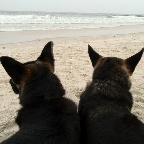 sheewolf11's profile picture. 