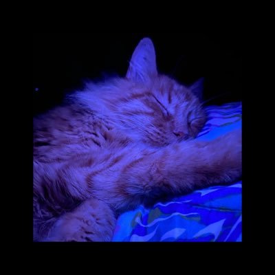 nikko93's profile picture. music stan | 📸: nikko_ec