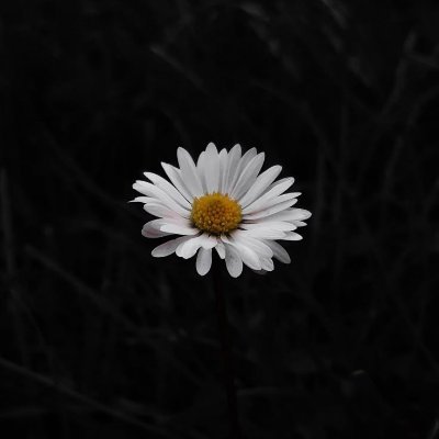 Asteriante's profile picture. ekon pemuja homok, tp orgnya gk homok