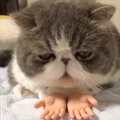 HU_KS_0801's profile picture. モラトリアム人間