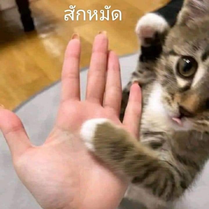 Jxmeme17's profile picture. 