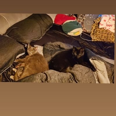 Novaandbugs's profile picture. Two khajiits who want all your love...and food.
Love treats😻 hate all vacuums👎
Enjoy the cute pics