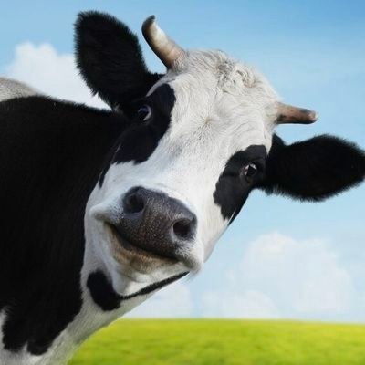 DavTMurray's profile picture. Moit!

Dat Leven is all dat, wat üm de Musik drei

Pirineu 🏔️ dat mutt!