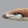Theropodomorpha's profile picture. smol