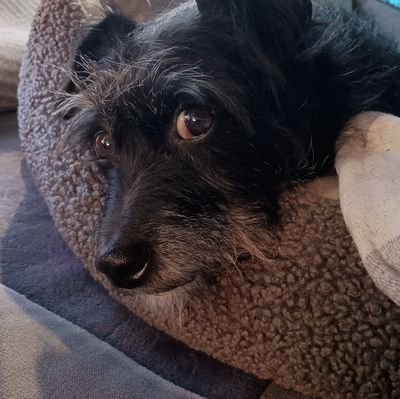 indieb175's profile picture. Traveling Terrier enjoying the last little bit of freedom we have.
NO DMs