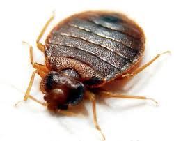 Rest easy! The bed bug nemesis is at hand.