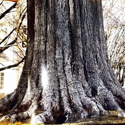 Oakさんのプロフィール画像
