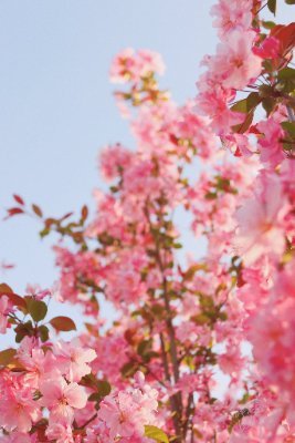 Berrykmfm's profile picture. この旅のおかげで、より充実した気持ちになりました。
アメリカ、中国、タイは、私の気分を表す3つの色を表しています。
日本語の勉強も少しずつ進んでいます💗