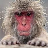 Planet of the crepes