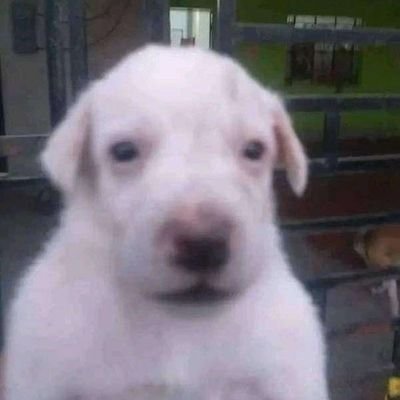 mthzrol's profile picture. ideias contraditórias