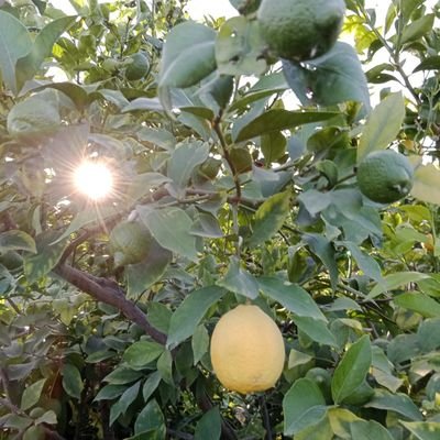 aabaci3342's profile picture. 