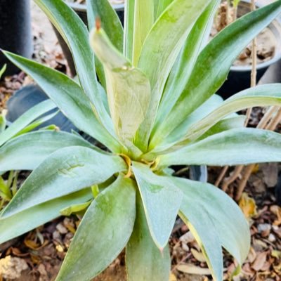 H58978The's profile picture. الانسان اخ الانسان