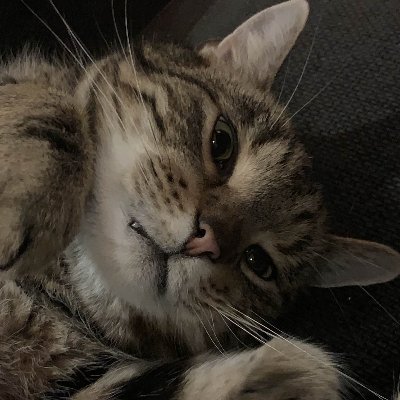 MesenVL's profile picture. LFT | Recon | 16y
Immo3 Peak