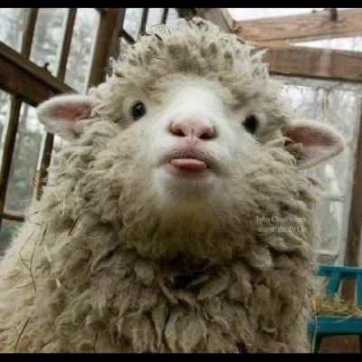 elvisg1978's profile picture. 