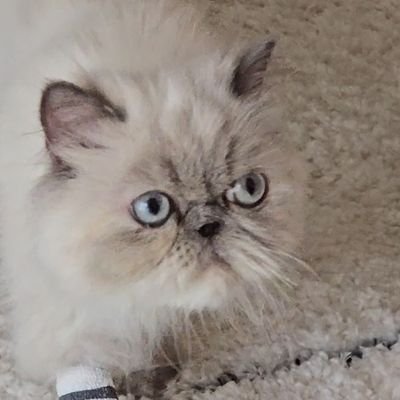 @Pebbles_Soja