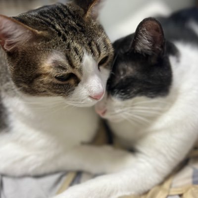 ruruppe's profile picture. 猫好き 多頭飼い キジ白 ハチワレ 琉球ゴールデンキングス