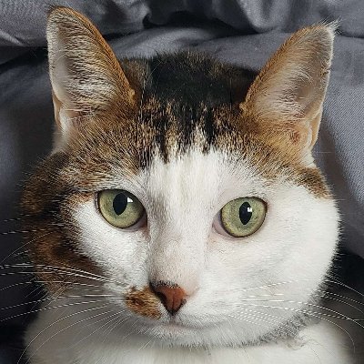 ChapoLeChapeau's profile picture. Chapo