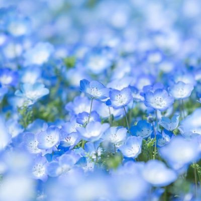 mijinko111's profile picture. ASD/INTJ/反出生主義/全身傷だらけ/1000倍無知無能で尊厳なし/寿命まで生き地獄を味わう前に #国は安楽死を認めてください