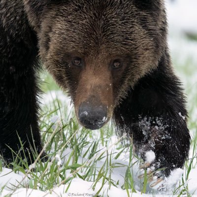 problembear's profile picture. Blue Collar Bear With a Jesuit Education. Approach with Caution. Wilderness will provide the genetics for earth’s rejuvenation long after humans become extinct