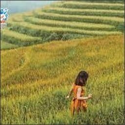vegesnachi14239's profile picture. Let your heart soar freely.