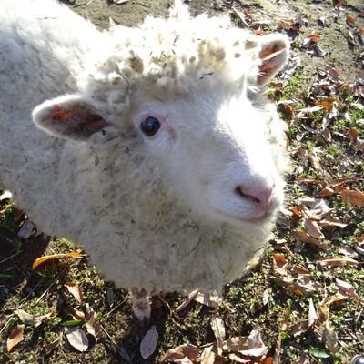 berlyn_bird's profile picture. sheepman recolor