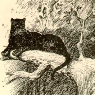nomenpluralis's profile picture. Bagheera escaped Udaipur and lives free in the wild lands. He is the wisest Beast in the Jungle, and continues to be both serene and impudent.