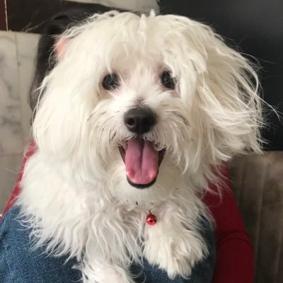 ananinkocasiyim's profile picture. ben insan  sevmiyorum