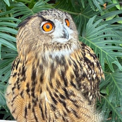 m26228575697790's profile picture. Web系エンジニア, Python, TypeScript, FE, AP, Python3認定実践試験, 簿記3級, 簿記2級