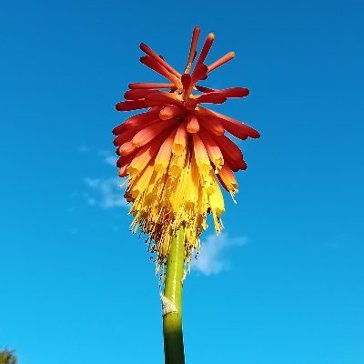 @aNorthernGarden