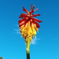 Northern Gardener🌱🇬🇧🏴󠁧󠁢󠁥󠁮󠁧󠁿 (@anortherngarden) 's Twitter Profile Photo