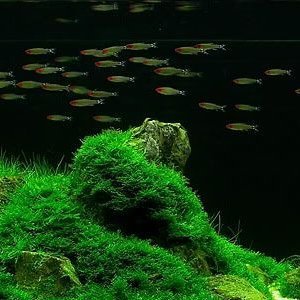 medicinetrader's profile picture. biotech investor