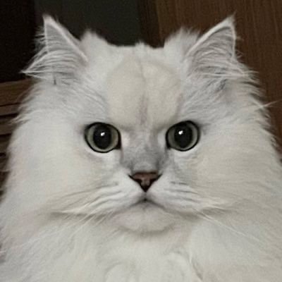 kjm48nx's profile picture. ★ペルシャ猫ルーク様の下僕 ★モトクロス（YZ250F） ★サーキット走行(GSX-R125) ★ソロツーリング(GSX-8R) ★ソロキャンプ ★NOTION-X代表者